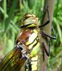 Newly_emerged_female_Hairy_Dragonfly,Messingham_Sand_Quarries,Lincolnshire_.jpg