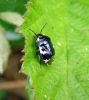 Pied_Shield_Bug(Sehirus_bicolor_cydnidae),Messingham_Pits_LWTR_copy.jpg