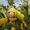 Puss_Moth_larvae,Bonby_Carrs,Lincolnshire________________________________.JPG