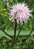 Filename=Red-tipped_Clearwing,Messingham_Sand_Quarries_LWTR______.JPG
Filesize=114KiB
Dimensions=414x600
Date added=Jul 09, 2012 Red-tipped_Clearwing,Messingham_Sand_Quarries_LWTR______.JPG