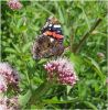 Filename=Red_Admiral,Mesingham_Sand_Quarries,Lincolnshire.JPG
Filesize=121KiB
Dimensions=592x600
Date added=Jul 26, 2009 Red_Admiral,Mesingham_Sand_Quarries,Lincolnshire.JPG