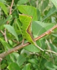 Sallow_Kitten_larvae,Bonby_Carrs,Lincolnshire______________________________.JPG