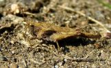 Slender_ground-Hopper(Tetrix_subulata),Chambers_Wood,Lincolnshire.jpg