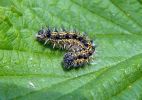 Small_Tortoiseshell_larvae(Aglais_urticae),Messingham_Pits_LWTR_copy.jpg