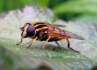 Sun-Fly(Helophilus_pendulus),Messingham_Pits_LWTR_copy.jpg