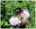 Filename=Tachina_grossa,Crowle_NNR,Lincolnshire.jpg
Filesize=112KiB
Dimensions=600x480
Date added=Jul 13, 2008 Tachina_grossa,Crowle_NNR,Lincolnshire.jpg