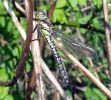 Teneral_Male_Hairy_Dragonfly(Brachytron_pratense),Messingham_Pits_LWTR.jpg