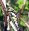 Teneral_Male_Hairy_Dragonfly(Brachytron_pratense),Messingham_Pits_LWTR_2.jpg