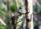 Teneral_Male_Hairy_Dragonfly(Brachytron_pratense)Messsingham_Pits_LWTR_2.jpg