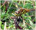 Teneral_male_Ruddy_Darter,Laughton_Forest,Lincolnshire.jpg