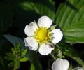 Wild_Strawberry(Fragaria_vesca),Barton_Reedbed_LWTR_copy.jpg