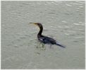 juvenile_Shag,Grimsby_Docks,Lincolnshire.jpg