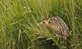 Bittern2~0.jpg