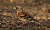 Brambling_(Male).jpg