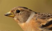 Brambling~0.jpg