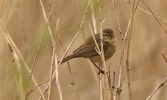 Chiffchaff~0.jpg