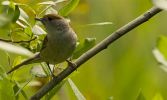 Female_Blackcap.jpg