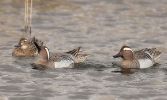 Garganey.jpg