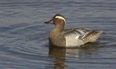 Garganey2.jpg