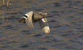 Garganey~0.jpg