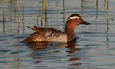 Garganey~1.jpg