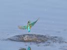 IMG_4679.jpg