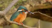 Kingfisher~1.jpg