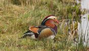 Mandarin_duck.jpg