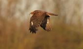 Marsh_harrier.jpg