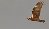 Marsh_harrier~10.jpg