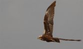 Marsh_harrier~11.jpg