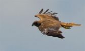 Marsh_harrier~17.jpg