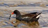 Moorhen.jpg