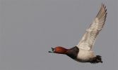 Pochard~2.jpg