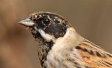 Reed_Bunting.jpg