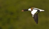 Shelduck~0.jpg