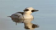 Smew_removed_twig.jpg