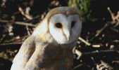 barn_owl~0.jpg