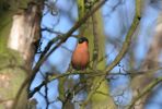 bullfinch.jpg