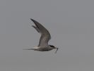 Filename=common_tern_with_catch.jpg
Filesize=54KiB
Dimensions=700x526
Date added=Aug 01, 2007 common_tern_with_catch.jpg