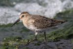 dunlin.jpg