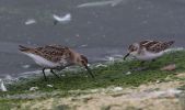Filename=dunlin___little_stint.jpg
Filesize=88KiB
Dimensions=700x412
Date added=Oct 08, 2007 dunlin___little_stint.jpg