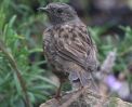 dunnock~0.jpg