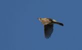 fieldfare~1.jpg