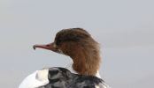 goosander.jpg