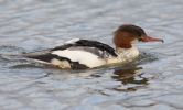 goosander1.jpg