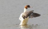 goosander~0.jpg