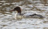 goosander~1.jpg