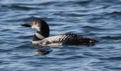 Filename=great_northern_diver.jpg
Filesize=92KiB
Dimensions=700x407
Date added=Nov 15, 2007 great_northern_diver.jpg