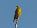 greenfinch.jpg